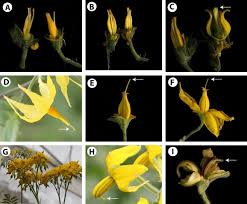 We did not find results for: An Overview Of Heat Stress In Tomato Solanum Lycopersicum L Sciencedirect