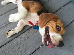 They are friendly, curious, and intelligent companions with different characters and a loving disposition. Akc Male Beagle Puppy For Sale In Lakeland Florida Classified Americanlisted Com
