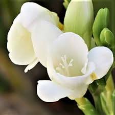 Image result for Freesia grandiflora