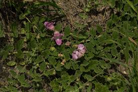 Image result for Dicerocaryum eriocarpum