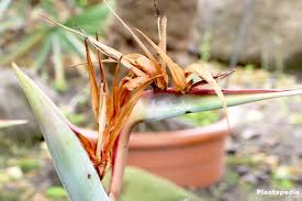 The foliage grows in thick clumps several feet in diameter, which can develop into large colonies in wet, humid places like southern florida. Bird Paradise Flower And Plant Care How To Grow Strelitzia Reginae Plantopedia