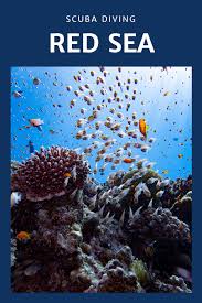 Scuba Diving In Eilat A Paradise For Divers In The Red Sea In 2020 Beautiful Travel Destinations Maui Vacation Learn To Scuba Dive