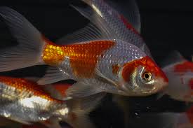 Können sie mir noch bescheid geben, wann ich das rezept abholen kann? Das Haustierportal Goldfisch