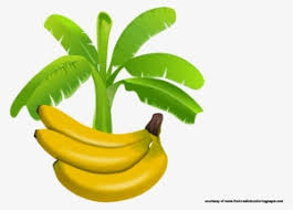 Download and use them in your website, document or presentation. Banana Tree Png Download Transparent Banana Tree Png Images For Free Nicepng