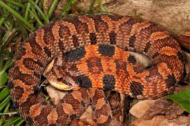 Black And Orange Striped Snake Florida Eastern Hognose Snake Heterodon Platirhinos Hognose Snake Snake Cute Reptiles