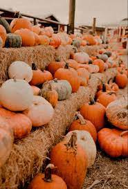 Pumpkin Fall Aesthetic Cute Fall Wallpaper Fall Wallpaper Fall Pumpkins