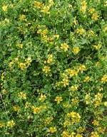 Image result for Zygophyllum cuneifolium