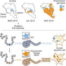 Who ebola response team summary. Ebola Virus Glycoprotein With Increased Infectivity Dominated The 2013 2016 Epidemic Cell