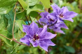 Клематис кенигскинд clematis königskind, h40см горшок d12см. Waldrebe Konigskind Clematis Konigskind Gunstig Online Kaufen