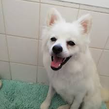 562 likes · 73 talking about this · 33 were here. 4 Pets Sake Home Pet Grooming And Well Being Home Facebook