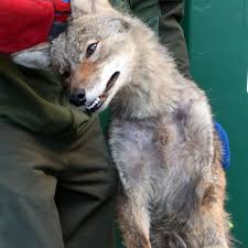 Coyote is a programming framework for building reliable asynchronous software. Woym Wily Profilic Coyotes Are Here To Stay In Virginia Local News Roanoke Com