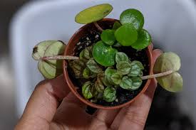 How i propagate my happy bean plant! Why Your Next Plant Should Be A Peperomia Southsea Jungle