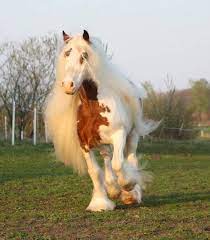 Ghita olaru audiotim tv 315.292 views1 year ago. Cei Mai Frumosi Cai Home Facebook