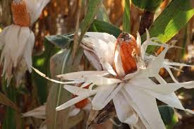 Fromyouflowers.com has been visited by 10k+ users in the past month Professor Torbert S Orange Corn Grits Headed To Kennedy Space Center Purdue University News