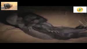 Bb stevens folding dagger (1). Honey Badger Narrates Og Honey Badger Whisperers Colleen Keith Begg Youtube