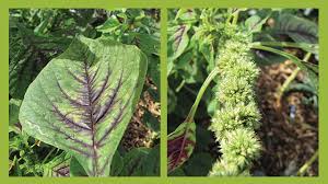 May 29, 2021 · resep 652. Bayam Merah Tidak Hanya Diincar Penderita Anemia Greeners Co