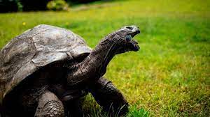 Nigeria S Royal Tortoise Said To Have Lived To The Age Of 344 In Oyo State Bbc News