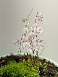 Image result for Utricularia arenaria