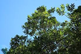 Image result for Breonadia salicina