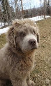 Our newfoundland's and puppies get the constant interaction and attention, to assure proper socialization. Rare Silver Colored Newfoundland Puppy It Actually Looks Kind Of Sinister Family Dogs Breeds Massive Dog Breeds Dog Breeds