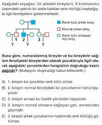 Soy Agaclari Sorulari Cozumleri 2