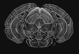You've got to love daevid allen. Dual Midbrain And Forebrain Origins Of Thalamic Inhibitory Interneurons Elife