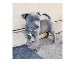 Your brindle pitbull puppy's breeder may provide you with some sort of health guarantee when you purchase a dog. 2 Female Blue Nose Pit Bull Puppies For Adoption In Jacksonville Florida Puppies For Sale Near Me