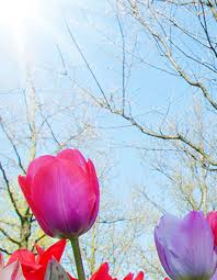 En partenariat avec avis de décès. Avis De Deces De Mme Rosanne Michaud Santerre La Maison Commemorative Familiale Fournier
