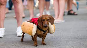 10 Best Wiener Dog Costumes For Halloween Pictures Dogtime
