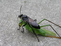 Image result for Ruspolia australis