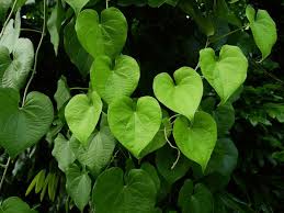 Image result for Dioscorea dregeana