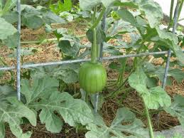 Check spelling or type a new query. Growing Watermelon On Trellises Abundant Mini Gardens