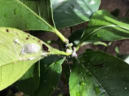 Citrus snow scale (unaspis citri) is an armored scale that is a sporadic pest and host specific on citrus trees. Citrus Tree Pests The Enduring Gardener