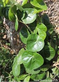 Image result for Stephania abyssinica