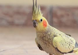 Why Does My Cockatiel Chew On Her Own Feathers? Is This Normal Behavior? How  Can I Stop This From Happening? - Quora