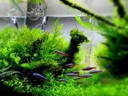 Kamu perlu memasang peralatan penunjang berupa pompa, saringan, hingga lampu agar sirkulasi udara dan cahaya yang dibutuhkan ikan dan tanaman bisa terpenuhi. 5 Tips Merawat Tanaman Air Di Aquascape Tips Ikan