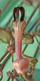 Image result for Ceropegia achtenii