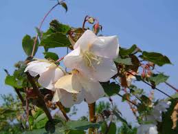 Image result for Dombeya burgessiae