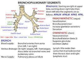 Instant Anatomy Thorax Areas Organs Respiratory System Bronchopulmonary Segments