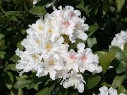 Rhododendron Cunningham S White Baumschule Horstmann Pflanzen Und Baumschule