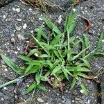 Image result for Digitaria complanata