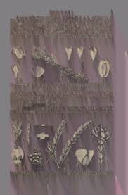 Image result for Synandrodaphne paradoxa