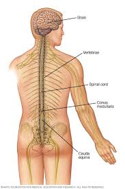 The picture you have in your mind of the nervous system probably includes the brain, the nervous tissue contained within the cranium, and the spinal cord, the extension of nervous tissue within the vertebral column. Central Nervous System Mayo Clinic