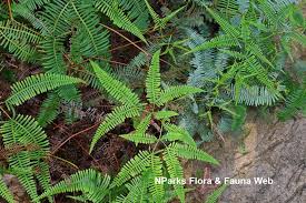 Image result for Dicranopteris elegantula