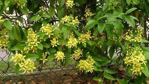 Image result for Tristellateia africana