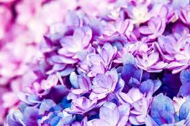 Here you can find the best purple desktop wallpapers uploaded by our community. 70 000 Best Purple Flowers Photos 100 Free Download Pexels Stock Photos