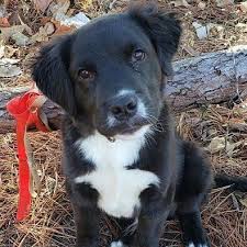 Dog For Adoption Barry A Newfoundland Dog Mix In Tulsa Ok Petfinder