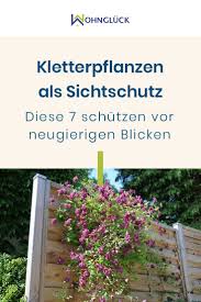 Mit einem sichtschutzzaun, kann für abhilfe gesorgt werden, denn dieser sorgt für weitaus mehr privatsphäre. Kletterpflanzen Als Sichtschutz Diese 7 Schutzen Vor Neugierigen Blicken In 2020 Kletterpflanzen Pflanzen Sichtschutz