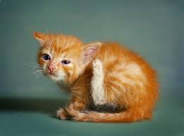 To clean a cat's ears with olive oil, use a plastic. Ear Mites In Cats Great Pet Care