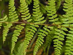 Image result for Dennstaedtiaceae